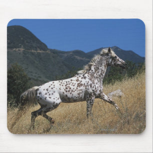 Appaloosa Horse Running up Mountain Mouse Mat