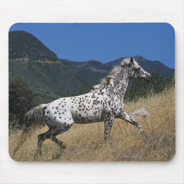 Appaloosa Horse Running up Mountain Mouse Mat (Front)