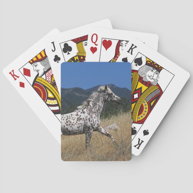 Appaloosa Horse Running up Mountain Playing Cards (Back)