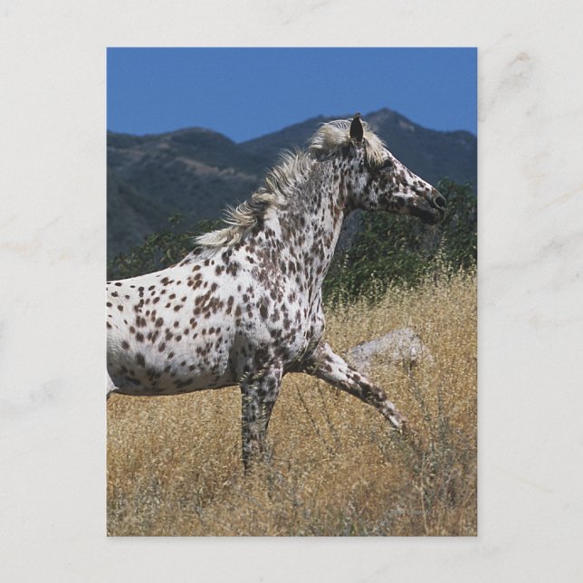 Appaloosa Horse Running up Mountain Postcard (Front)
