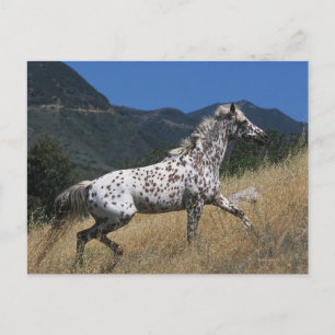 Appaloosa Horse Running up Mountain Postcard