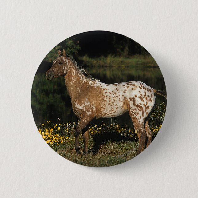 Appaloosa Horse Standing by Lake 6 Cm Round Badge (Front)