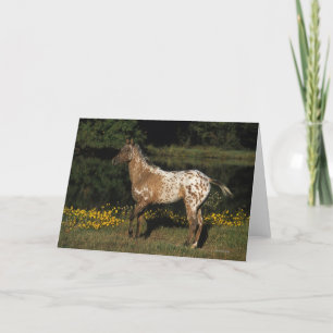 Appaloosa Horse Standing by Lake Card