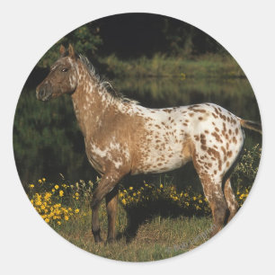 Appaloosa Horse Standing by Lake Classic Round Sticker