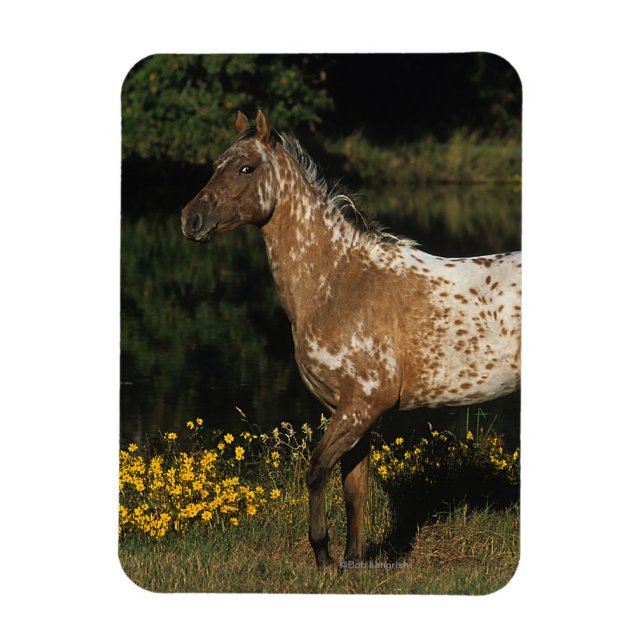 Appaloosa Horse Standing by Lake Magnet (Vertical)