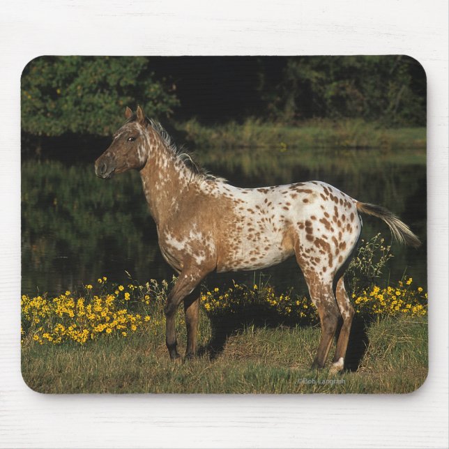 Appaloosa Horse Standing by Lake Mouse Mat (Front)