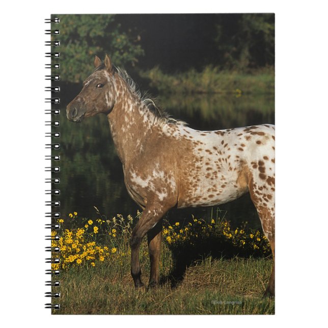Appaloosa Horse Standing by Lake Notebook (Front)