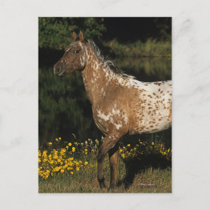 Appaloosa Horse Standing by Lake Postcard