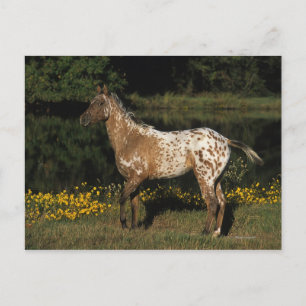 Appaloosa Horse Standing by Lake Postcard