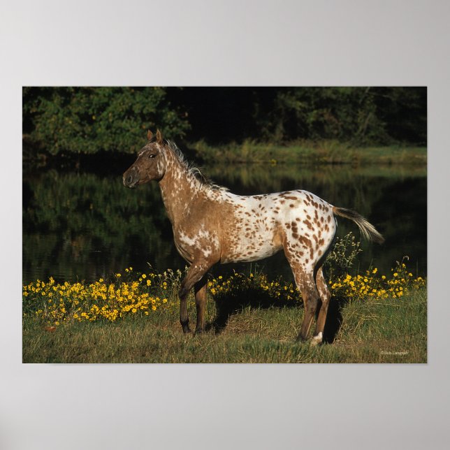 Appaloosa Horse Standing by Lake Poster (Front)