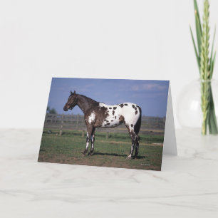 Appaloosa Horse Standing Card