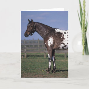 Appaloosa Horse Standing Card