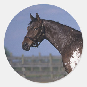Appaloosa Horse Standing Classic Round Sticker