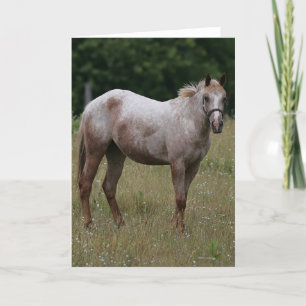 Appaloosa Horse Standing in the Grass Card