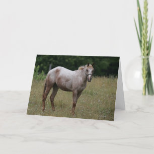 Appaloosa Horse Standing in the Grass Card