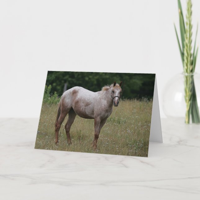 Appaloosa Horse Standing in the Grass Card (Front)