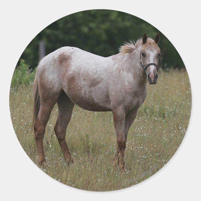 Appaloosa Horse Standing in the Grass Classic Round Sticker (Front)