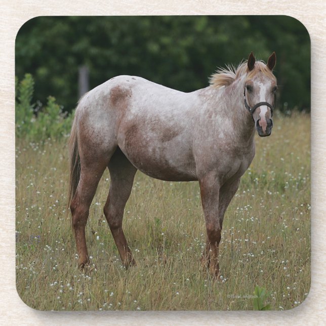 Appaloosa Horse Standing in the Grass Coaster (Front)
