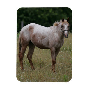 Appaloosa Horse Standing in the Grass Magnet