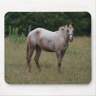 Appaloosa Horse Standing in the Grass Mouse Mat
