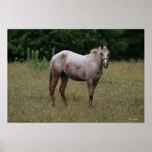 Appaloosa Horse Standing in the Grass Poster