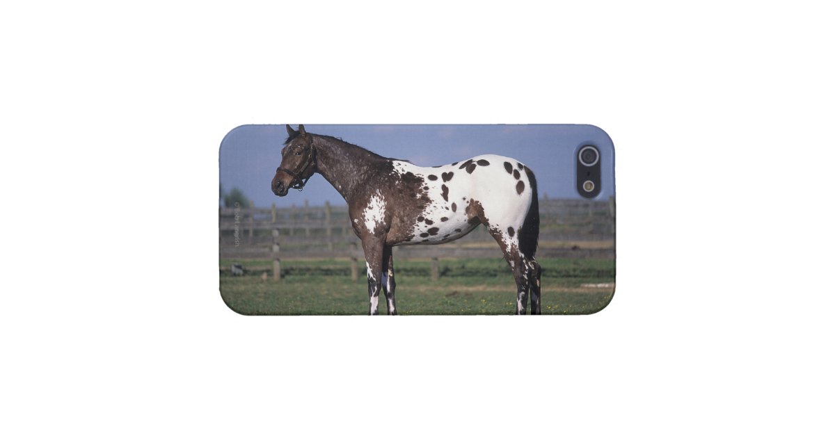 Appaloosa Horse Standing iPhone Case | Zazzle.co.uk