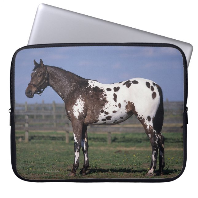 Appaloosa Horse Standing Laptop Sleeve (Front)