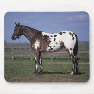 Appaloosa Horse Standing Mouse Mat