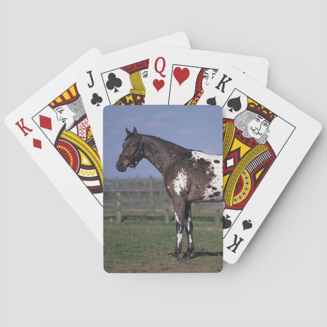 Appaloosa Horse Standing Playing Cards (Back)