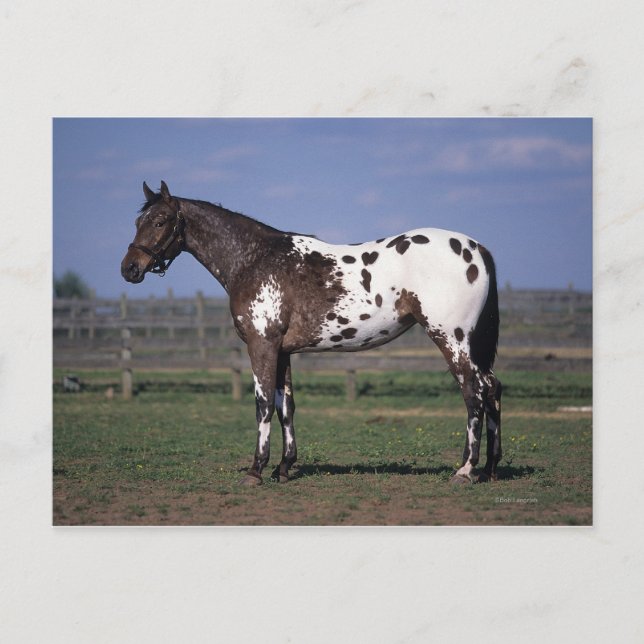 Appaloosa Horse Standing Postcard (Front)