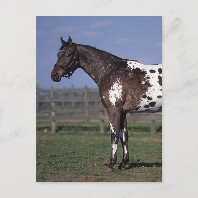Appaloosa Horse Standing Postcard (Front)
