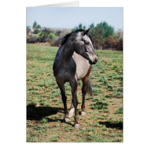 Appaloosa horses