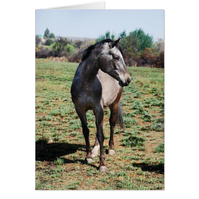 Appaloosa horses (Front)