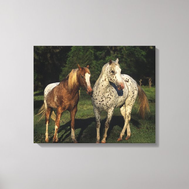 Appaloosa Horses Canvas Print (Front)