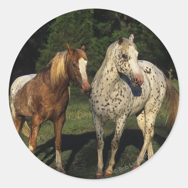 Appaloosa Horses Classic Round Sticker (Front)