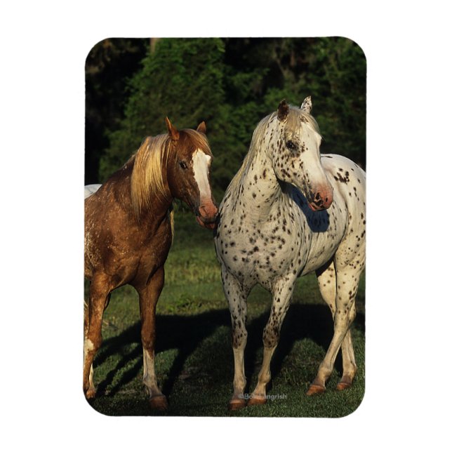 Appaloosa Horses Magnet (Vertical)