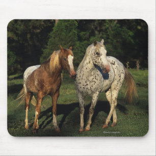 Appaloosa Horses Mouse Mat