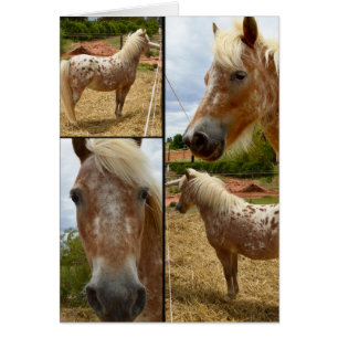 Appaloosa Horses Photo Collage Greeting