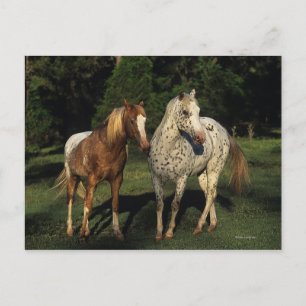 Appaloosa Horses Postcard