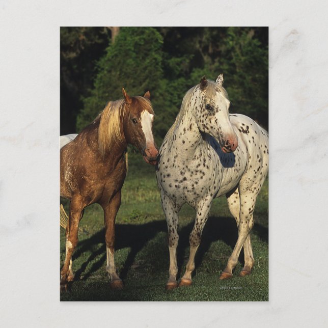 Appaloosa Horses Postcard (Front)