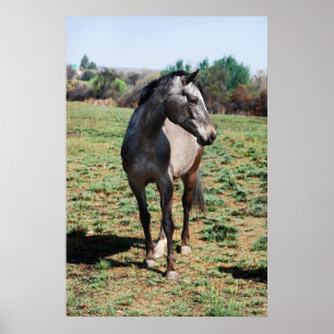 Appaloosa horses poster