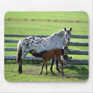 Appaloosa Mare and Colt Horse Mouse Mat