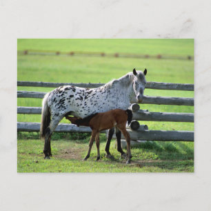 Appaloosa Mare and Colt Horse Postcard