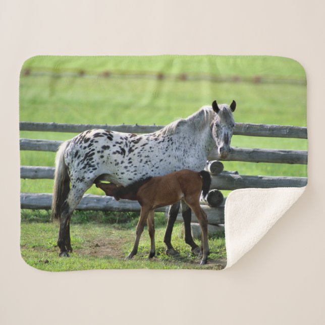 Appaloosa Mare and Colt Horse Sherpa Blanket (Front (Horizontal))