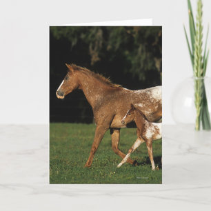 Appaloosa Mare And Foal Card