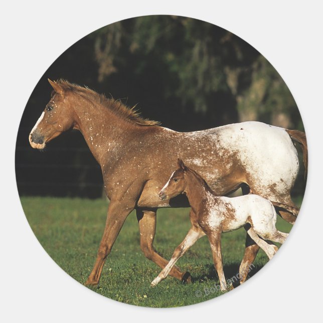 Appaloosa Mare And Foal Classic Round Sticker (Front)