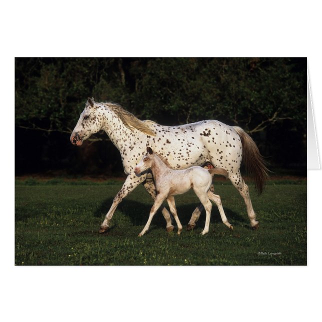 Appaloosa Mare And Foal in Field (Front Horizontal)