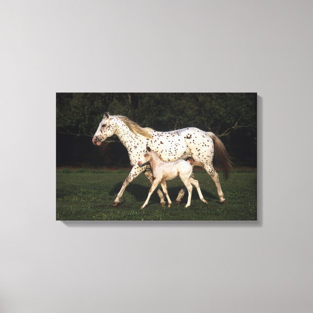 Appaloosa Mare And Foal in Field Canvas Print (Front)