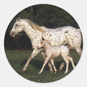 Appaloosa Mare And Foal in Field Classic Round Sticker
