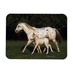 Appaloosa Mare And Foal in Field Magnet